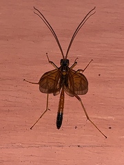 Opheltes glaucopterus barberi