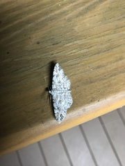 Iridopsis larvaria