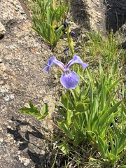 Iris hookeri