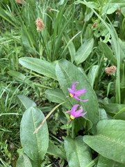 Primula tetrandra