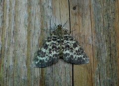Arichanna melanaria
