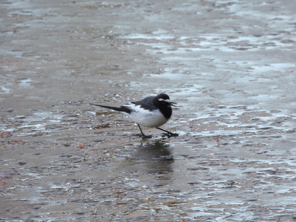 セグロセキレイ