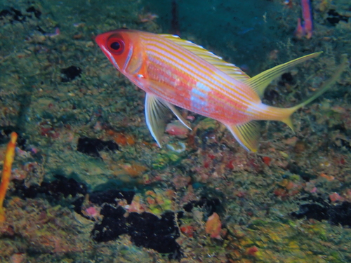 Langstekel-eekhoornvis (Holocentrus rufus) — Holocentridae — 5