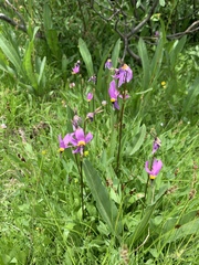 Primula tetrandra