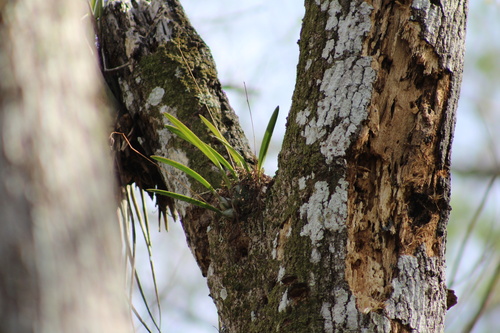 Foto de Orquídea-borboleta