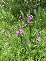 Primula tetrandra