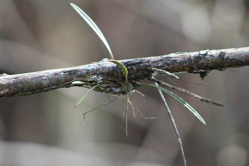 Foto de Orquídea-borboleta