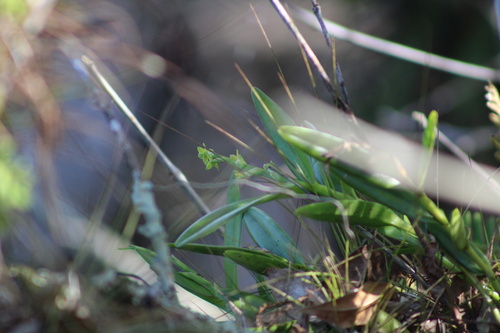 Foto de Orquídea-rígida