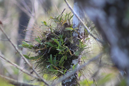 Foto de Orquídea-rígida