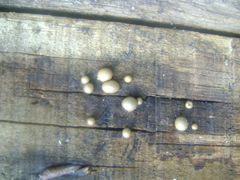 Fungi