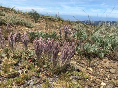 Castilleja schizotricha