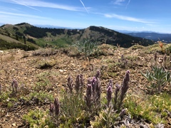 Castilleja schizotricha