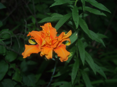 Hemerocallis fulva kwanso