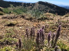 Castilleja schizotricha