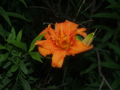 Hemerocallis fulva kwanso