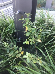 Salix cinerea cinerea