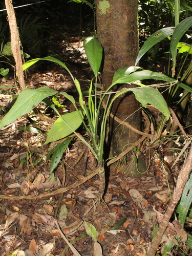 Costa rican wildcane (Dieffenbachia burgeri)