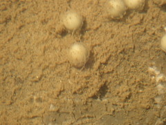 Lepisosteus osseus