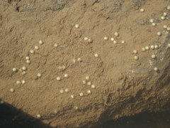 Lepisosteus osseus