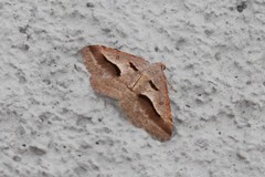 Digrammia subminiata