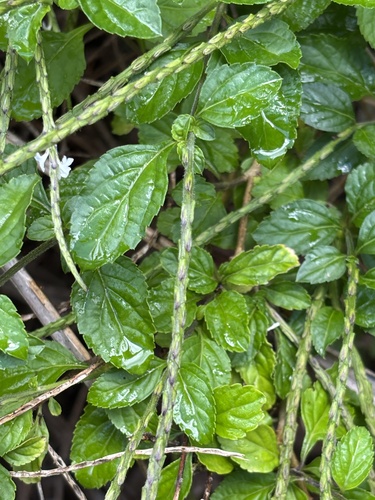 Foto de Gervão-azul