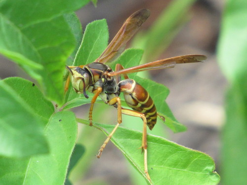 Northern Paper Wasp, photo 2 of 10