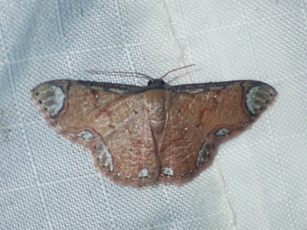 Lipotaxia rubicunda