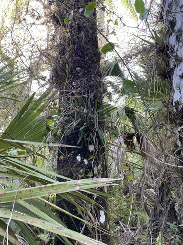 Foto de Orquídea-borboleta