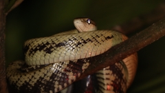Celebes Black-Tailed Ratsnake photo 4