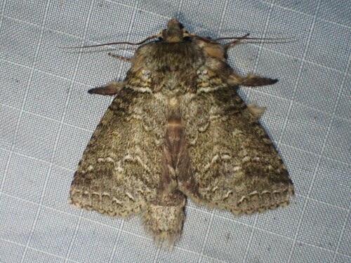 Meragisa innoxia