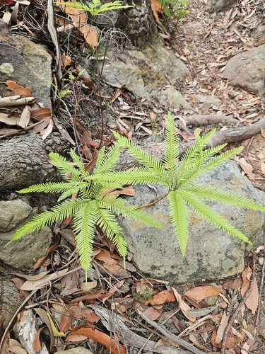 Foto de Samambaiaçu
