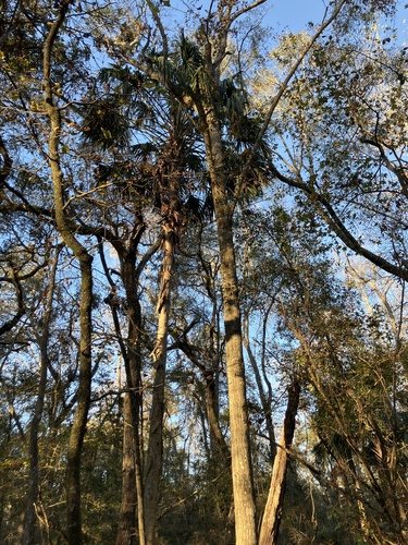 Foto de Sabal-palmetto