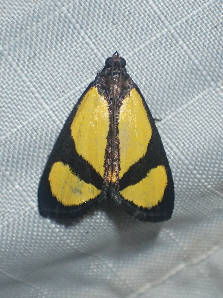 Nachaba diplagialis
