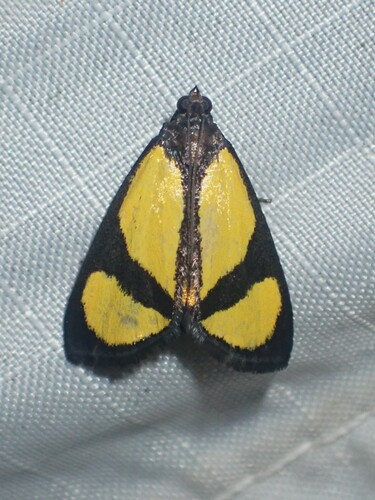 Nachaba diplagialis
