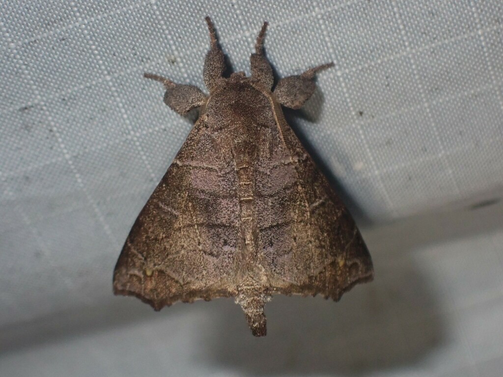 Olceclostera irrorata