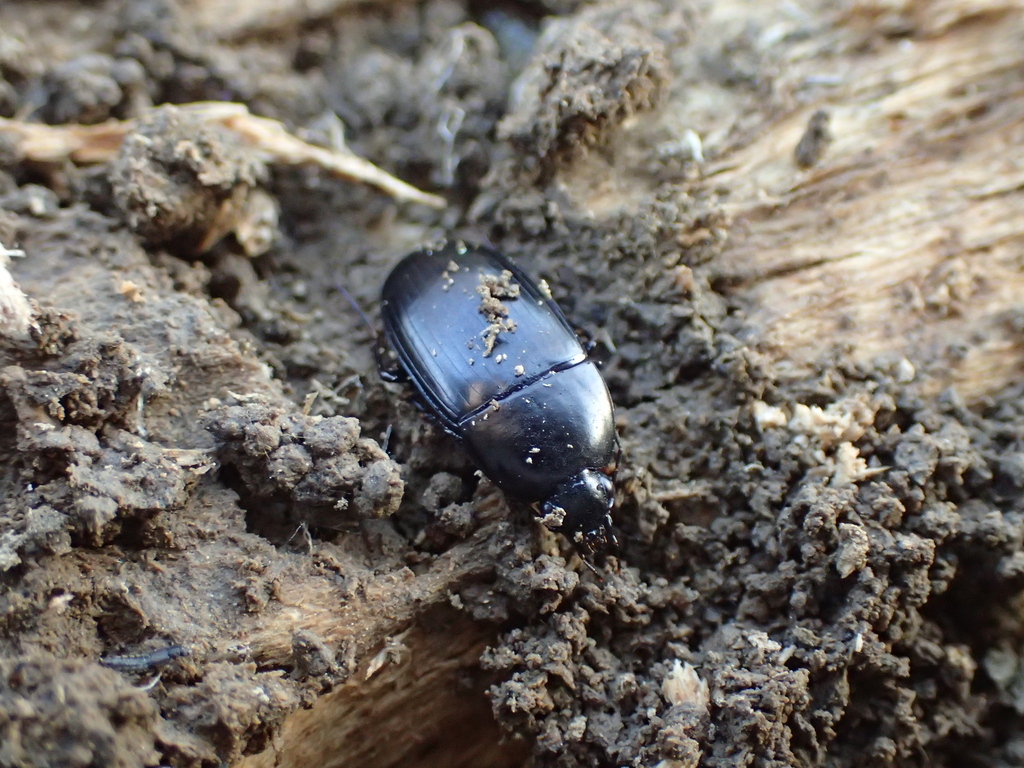 オオトックリゴミムシ