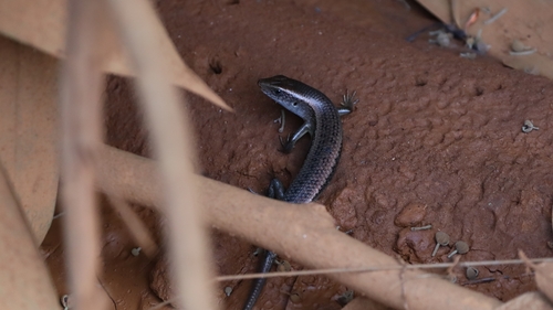 Eutropis multifasciata