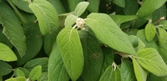 Viburnum × rhytidophylloides