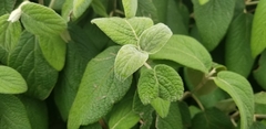 Viburnum × rhytidophylloides