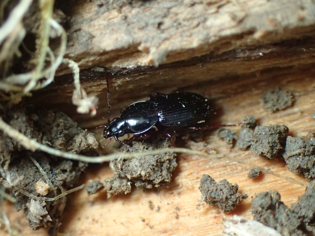 アシミゾナガゴミムシ