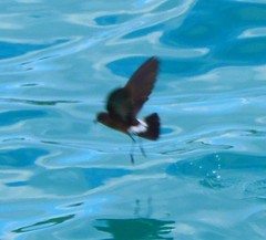Oceanites gracilis
