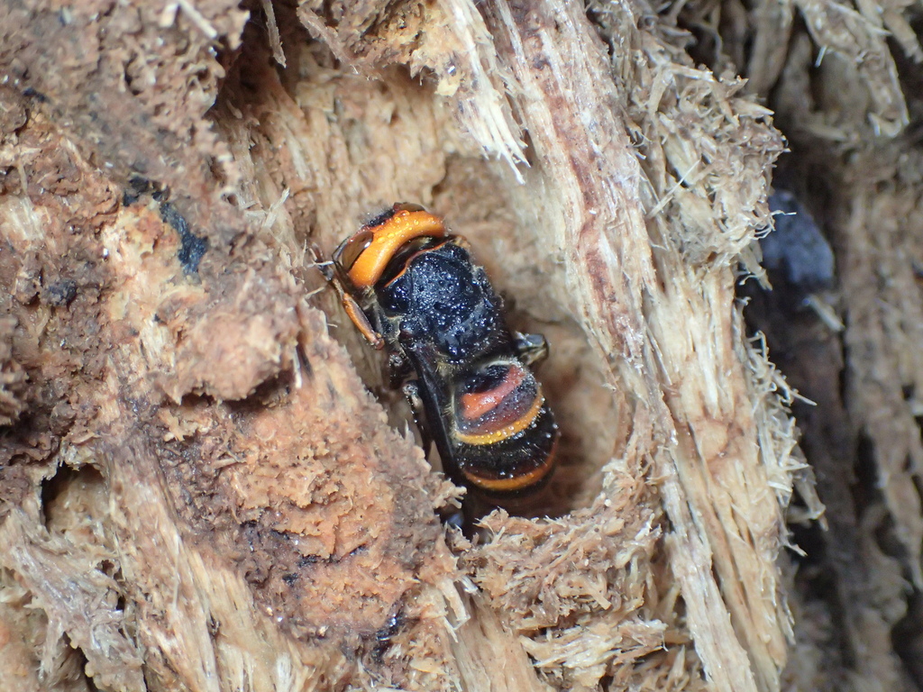 朽ち木の中で冬越しするコガタスズメバチ