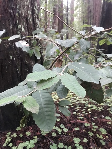 Foto de Tanoeiro