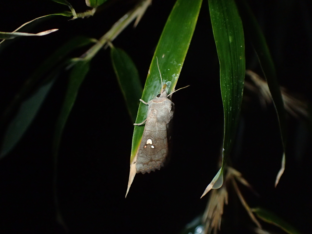 ミツボシキリガ