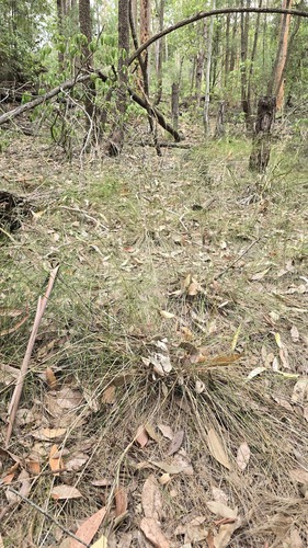 Austrostipa rudis, photograph 5