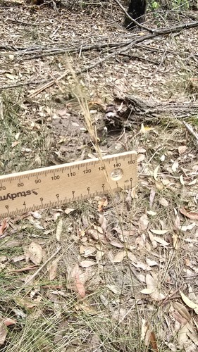 Austrostipa rudis, photograph 6