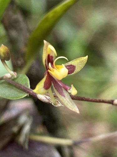 Cuculligerum Oncidium