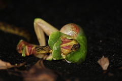 Rhacophorus malabaricus