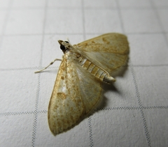 Palpita freemanalis
