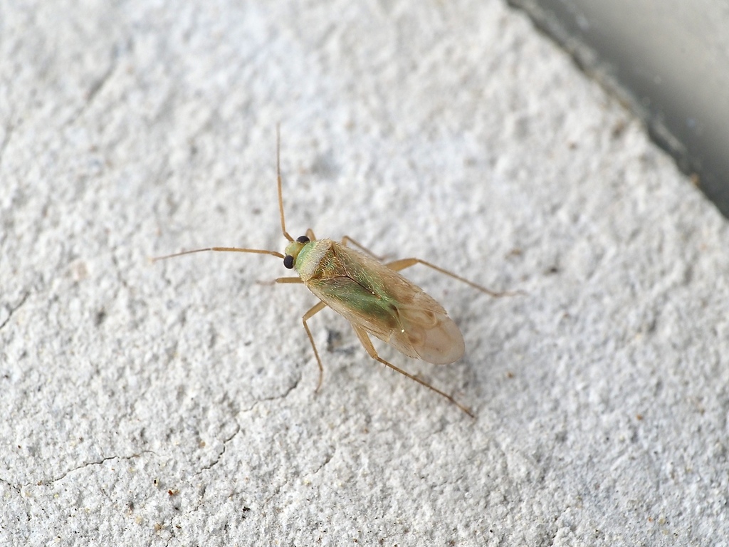 Europiella pilosula
